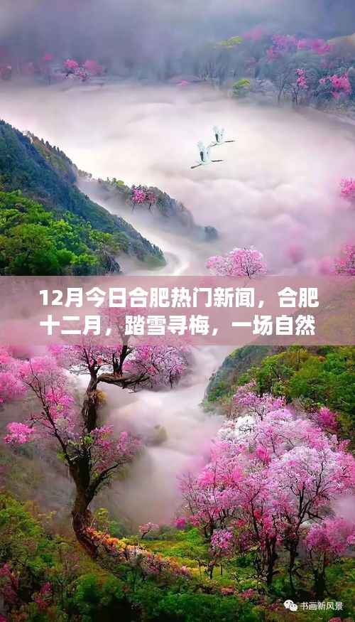 合肥十二月踏雪寻梅,自然美景的心灵之旅今日新闻热点