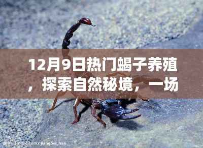 蝎子养殖之旅,探索自然秘境,寻找内心的宁静与平和——蝎子养殖日启程活动