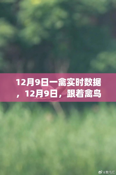 12月9日禽鸟实时数据,舞动心灵,开启绿色征途日