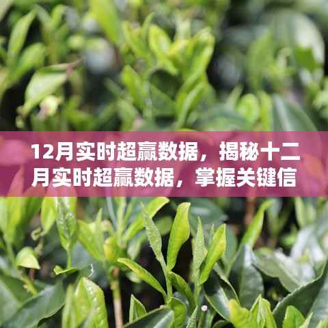 揭秘十二月超赢数据，掌握关键信息，赢在起跑线！