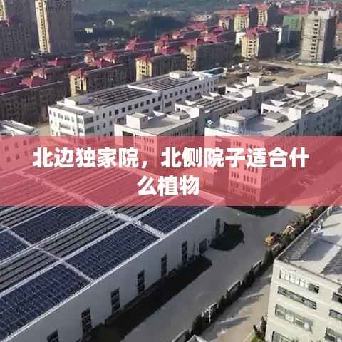 北边独家院,北侧院子适合什么植物