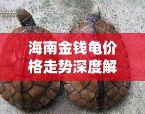 海南金钱龟价格走势深度解析