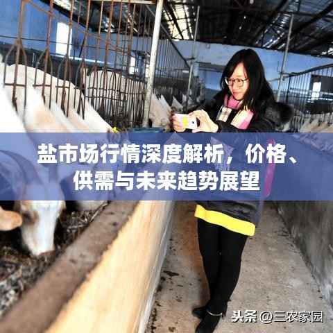盐市场行情深度解析,价格、供需与未来趋势展望