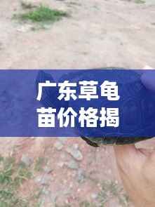 广东草龟苗价格揭秘,影响价格的因素有哪些?