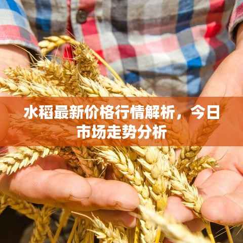 水稻最新价格行情解析，今日市场走势分析